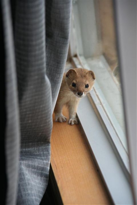 The asian squirrel in our room.