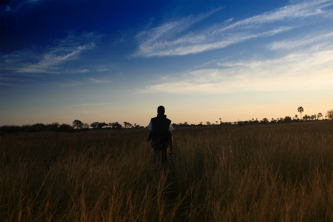 Bush Walk