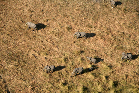 Okavango