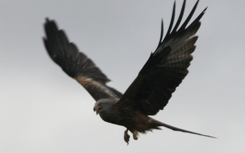 Red Kite in the Elan Valley.